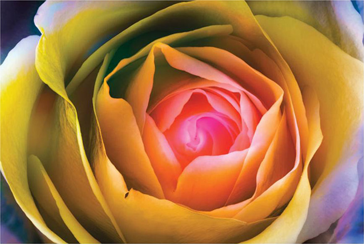 Fire Spiral in The Flower